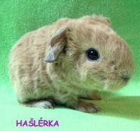 /album/miminka-a-jejich-rodicove5/haslerka-zprava-jpg/